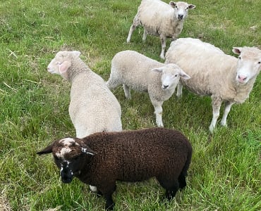 animals-campotango-129-370×300