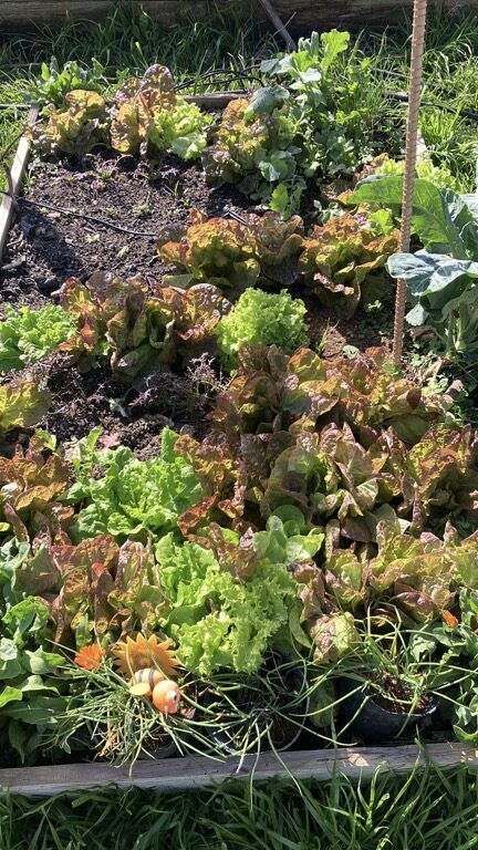 campotango-plantas-003