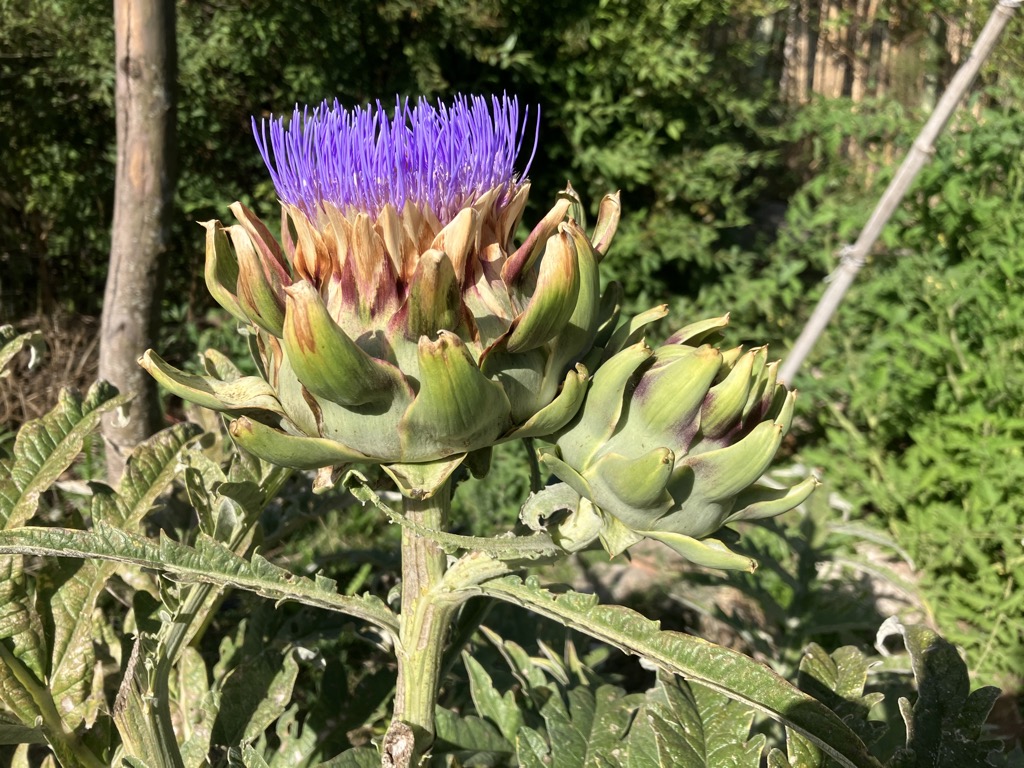 campotango-plantas-007